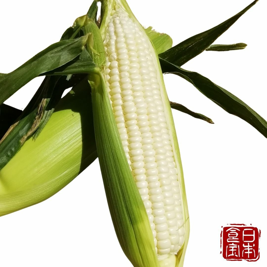 ☆予約販売6月下旬頃発送開始☆【千葉県産】朝穫れ極甘ホワイト